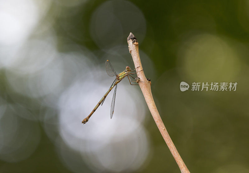 柳翡翠豆娘(Chalcolestes viridis)在树枝上休息，展开翅膀